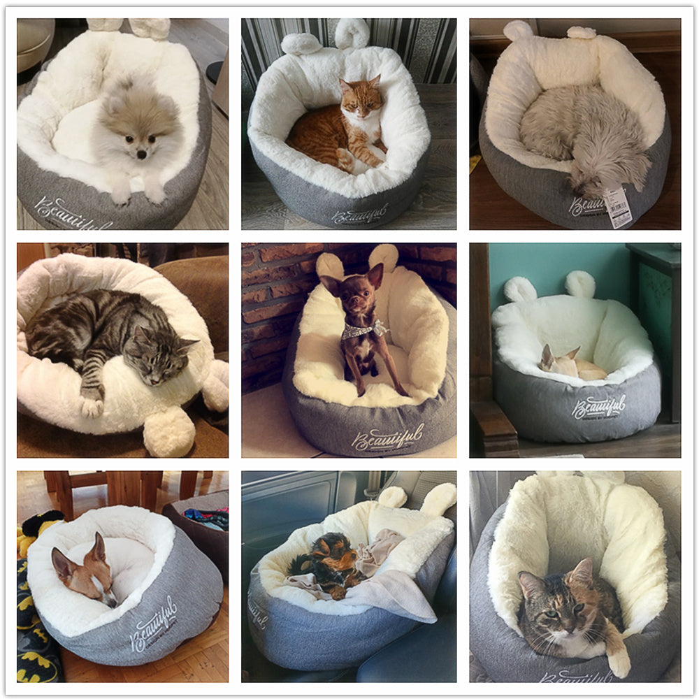 Pet Chili
